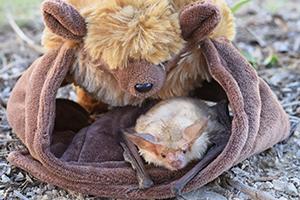 Plush bat holding small real bat